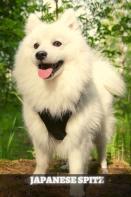 Japanese Spitz