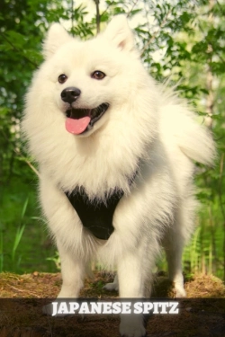 Bertrand.pt - Japanese Spitz