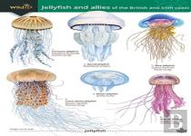 Jellyfish And Allies Of The British And Irish Coast
