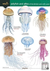 Jellyfish And Allies Of The British And Irish Coast