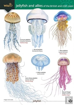 Bertrand.pt - Jellyfish And Allies Of The British And Irish Coast