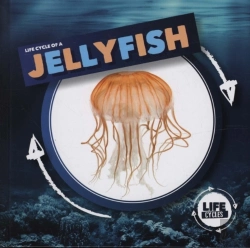 Bertrand.pt - Jellyfish