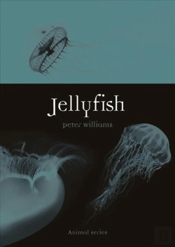 Bertrand.pt - Jellyfish