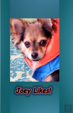 Bertrand.pt - Joey Likes