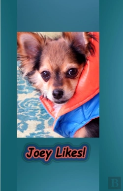 Bertrand.pt - Joey Likes