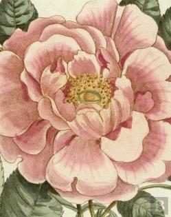 John Derian Picture Book Ii
