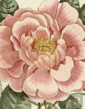 John Derian Picture Book Ii