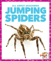 Jumping Spiders