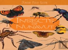 Junior Field Guide: Insects Of Nunavut