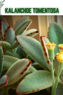 Bertrand.pt - Kalanchoe Tomentosa