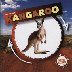 Bertrand.pt - Kangaroo