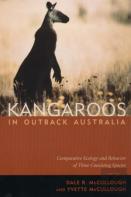 Kangaroos In Outback Australia