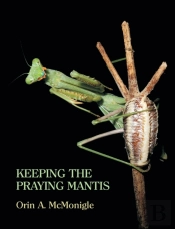 Keeping The Praying Mantis