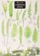 Key To Common Ferns