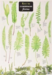 Key To Common Ferns