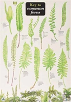 Bertrand.pt - Key To Common Ferns