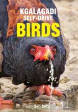 Kgalagadi Self-Drive Birds