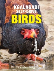 Kgalagadi Self-Drive Birds