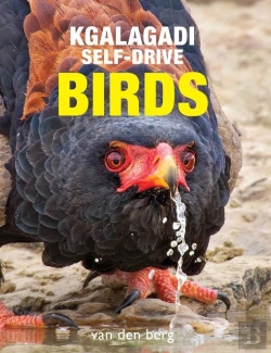 Bertrand.pt - Kgalagadi Self-Drive Birds