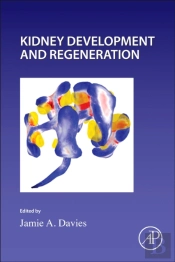 Kidney Development And Regeneration
