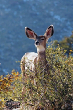 Bertrand.pt - Kids Deer Journal