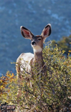 Bertrand.pt - Kids Deer Journal