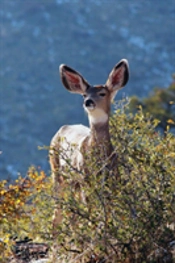 Kids Deer Journal