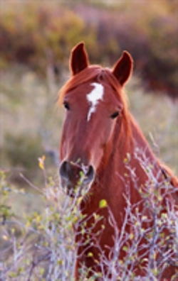 Bertrand.pt - Kids Equine Journal
