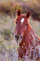 Kids Equine Journal