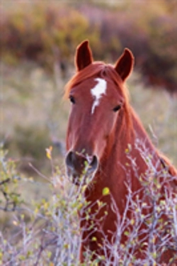 Bertrand.pt - Kids Equine Journal