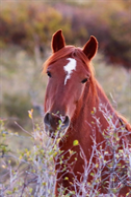 Kids Equine Journal
