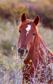 Kids Equine Journal