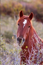 Kids Equine Journal