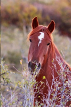 Bertrand.pt - Kids Equine Journal