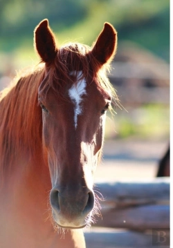 Bertrand.pt - Kid'S Equine Photography Book