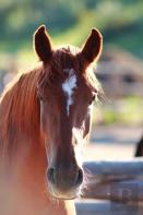 Kid'S Equine Photography Book