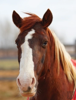 Bertrand.pt - Kids Large Horse Journal