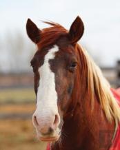 Kids Large Leftie Horse Journal