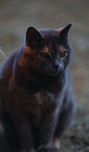 Kid'S Petite Barn Cat Journal