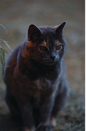 Kid'S Petite Barn Cat Journal