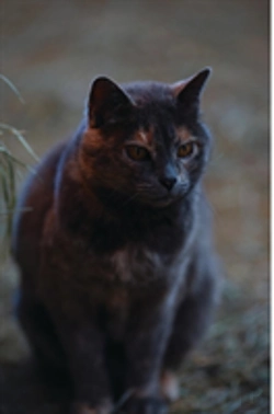 Bertrand.pt - Kid'S Petite Barn Cat Journal