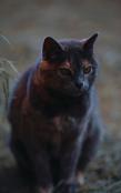 Kid'S Petite Barn Cat Journal