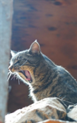Kid'S Petite Barn Cat Journal - Volume Two