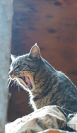 Bertrand.pt - Kid'S Petite Barn Cat Journal - Volume Two