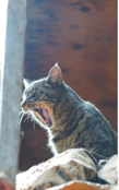 Kid'S Petite Barn Cat Journal - Volume Two