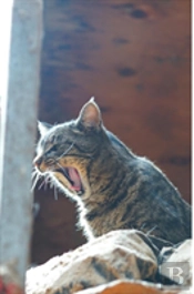 Kid'S Petite Barn Cat Journal - Volume Two