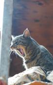 Kid'S Petite Barn Cat Journal - Volume Two