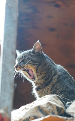 Bertrand.pt - Kid'S Petite Barn Cat Journal - Volume Two