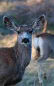 Kid'S Petite Deer Journal