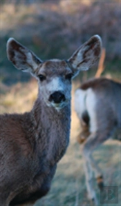 Kid'S Petite Deer Journal